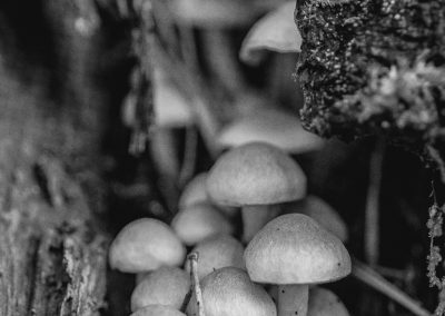 Autumn_1