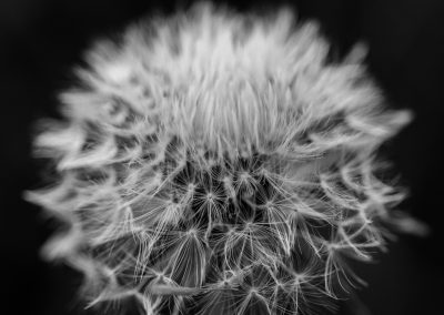 Dandelion