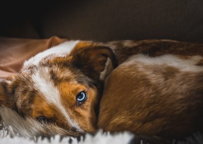 Pups