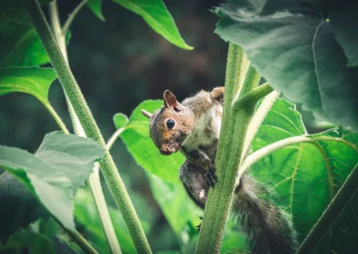 Squirrel