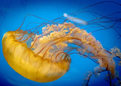 Jellyfish_3