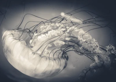 Jellyfish_2
