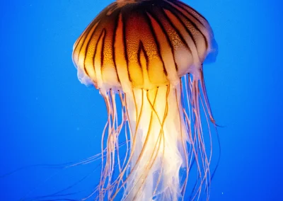 Jellyfish